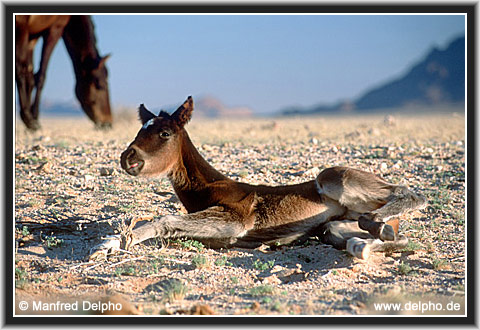 zurck zur Kategorie-bersicht
