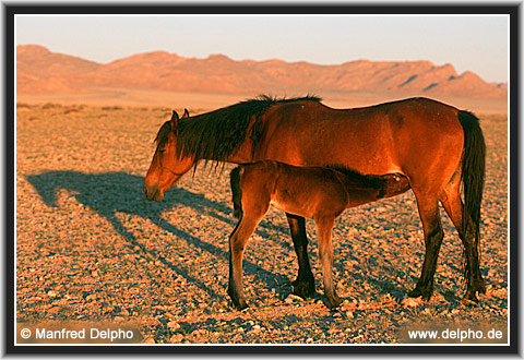 zurck zur Kategorie-bersicht