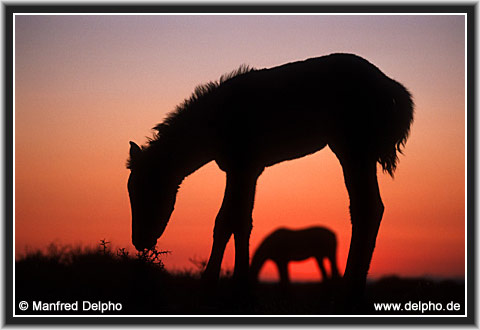 zurck zur Kategorie-bersicht