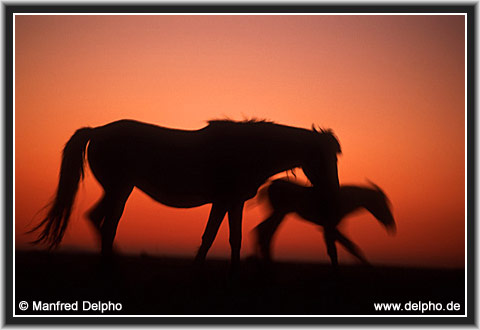 zurck zur Kategorie-bersicht