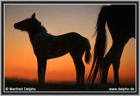 zurck zur Kategorie-bersicht