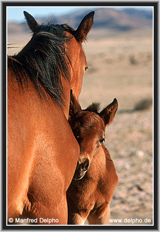 zurck zur Kategorie-bersicht