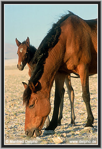 zurck zur Kategorie-bersicht