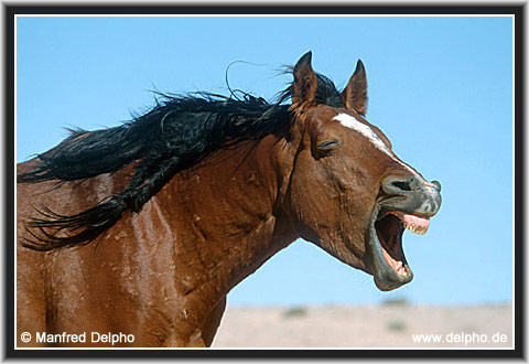 zurck zur Kategorie-bersicht