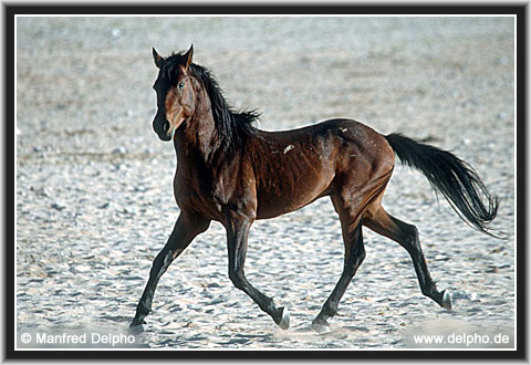 zurck zur Kategorie-bersicht