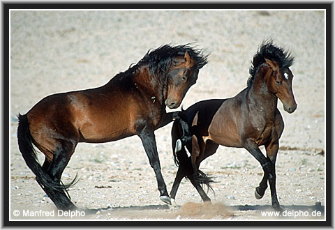 zurck zur Kategorie-bersicht