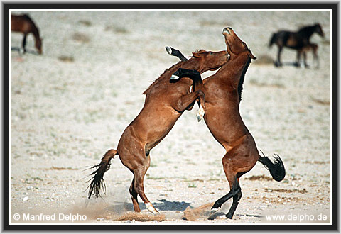 zurck zur Kategorie-bersicht
