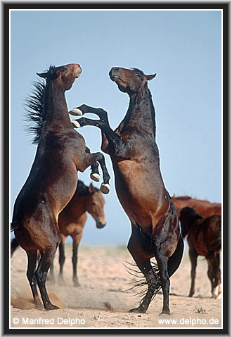 zurck zur Kategorie-bersicht