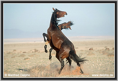 zurck zur Kategorie-bersicht