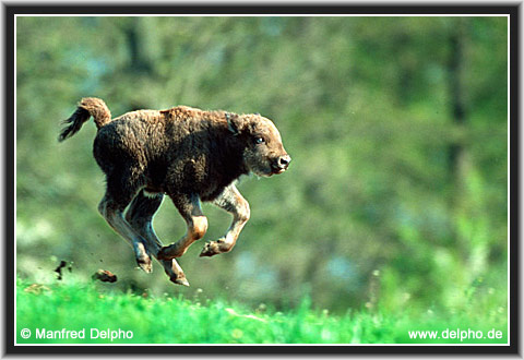 zurck zur Kategorie-bersicht