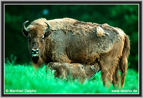 zurck zur Kategorie-bersicht