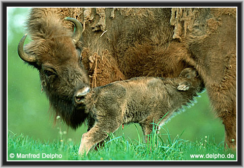 zurck zur Kategorie-bersicht