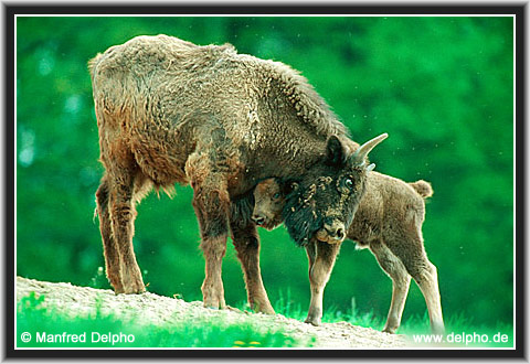 zurck zur Kategorie-bersicht