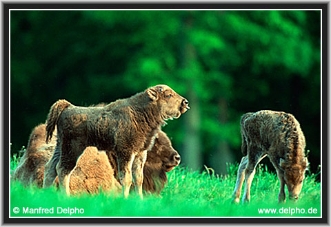 zurck zur Kategorie-bersicht