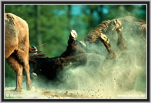 zurck zur Kategorie-bersicht