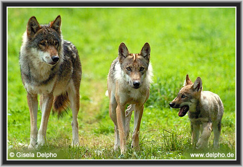 zur�ck zur Kategorie-�bersicht
