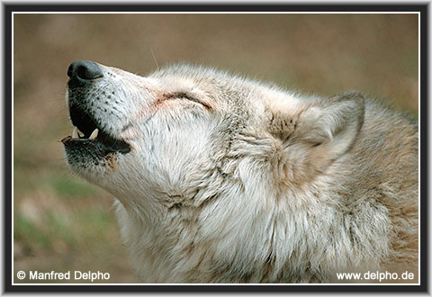 zurck zur Kategorie-bersicht