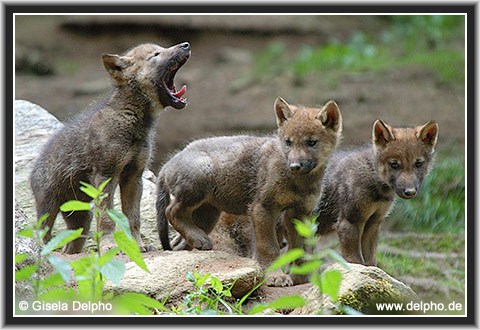 back to the Category Overview