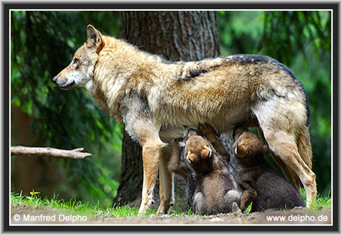 back to the Category Overview