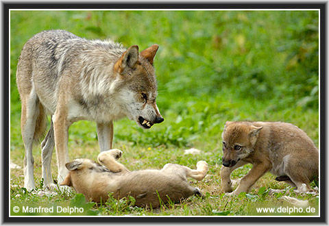 zurck zur Kategorie-bersicht