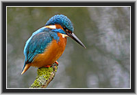 Eisvogel � Nordhessen • fotografiert von 
Jonas Delpho (9 Jahre) mit Panasonic Lumix