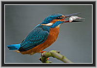 Eisvogel � Nordhessen