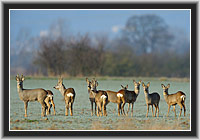 Rehe � Nordhessen
