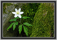 Buschwindr�schen an alter Buche � Nordhessen