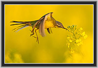 Schafstelze erbeutet Insekt an Rapsbl�te � Nordhessen