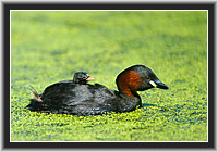 Zwergtaucher mit Jungen � Nordhessen