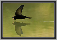 Mauersegler im Flug – trinkend � Nordhessen