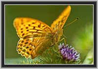 Kaisermantel � NP Kellerwald-Edersee, Nordhessen