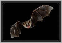 Gro�es Mausohr � Nordhessen