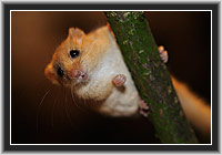 Haselmaus � Nordhessen