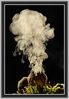 Bovist setzt Sporen frei � NP Kellerwald-Edersee, Nordhessen