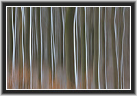 Neuschnee im Buchenwald � NP Kellerwald-Edersee, Nordhessen