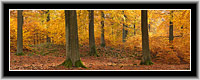 Herbst im Buchenwald  NP Kellerwald-Edersee, Nordhessen