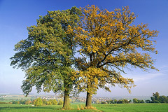 Eiche – Herbst, Nordhessen