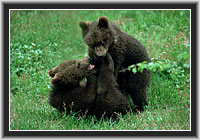 Young Brown Bears