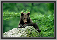 Young Brown Bear