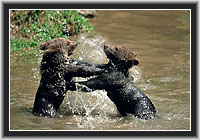 Young Brown Bears