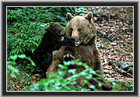 Brown Bear with Cub