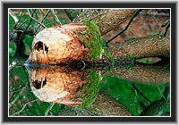 Biberkegel, Spessart, Hessen