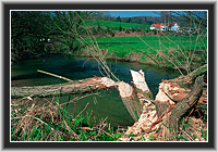 Biberspuren, Spessart, Hessen