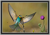 Bee-eater