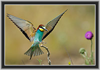 Bee-eater