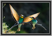 Bee-eater