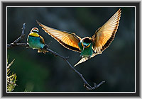 Bee-eater