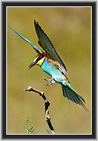 Bee-eater