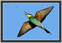 Bee-eater